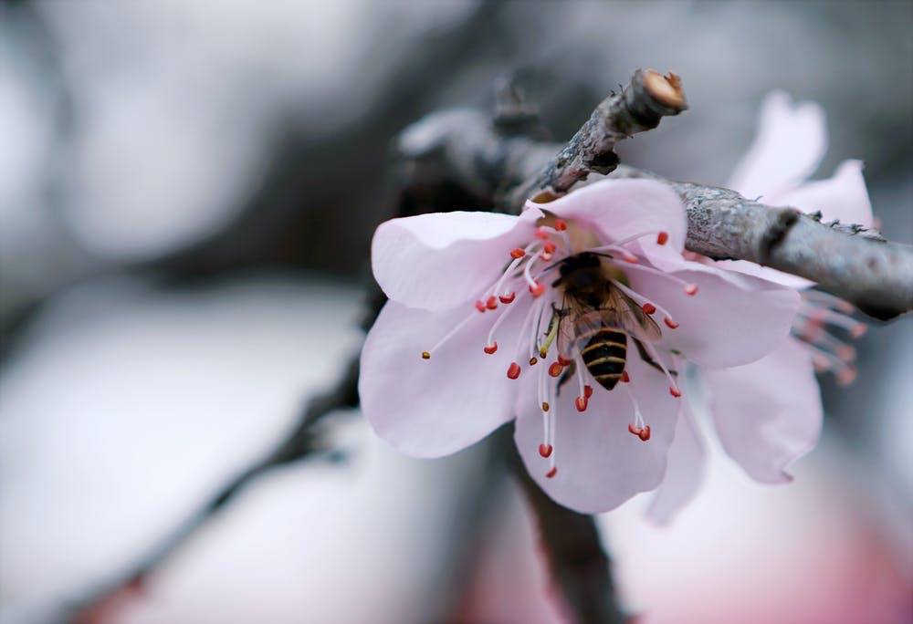 bee-joyful-products