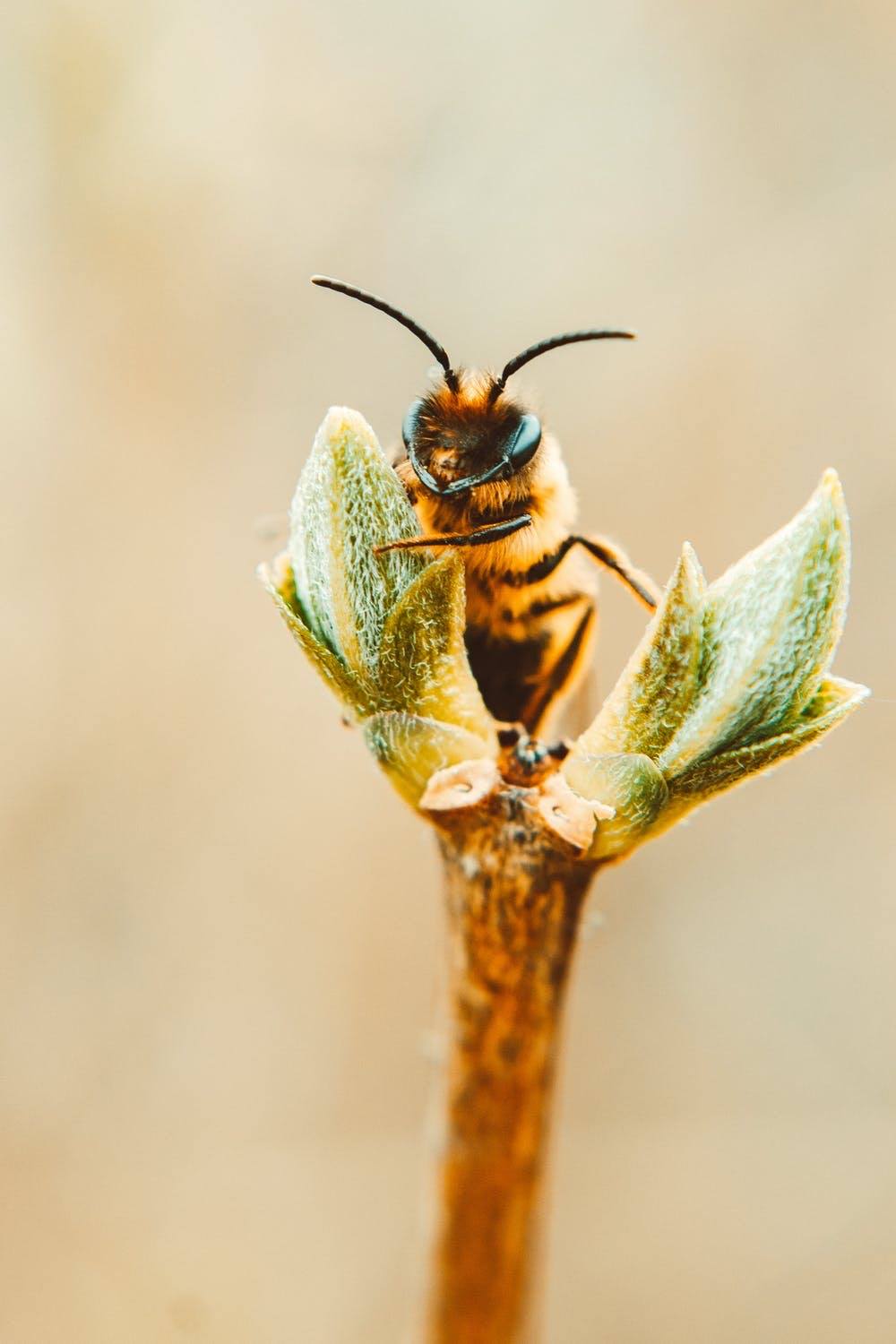 bee-products-ontario