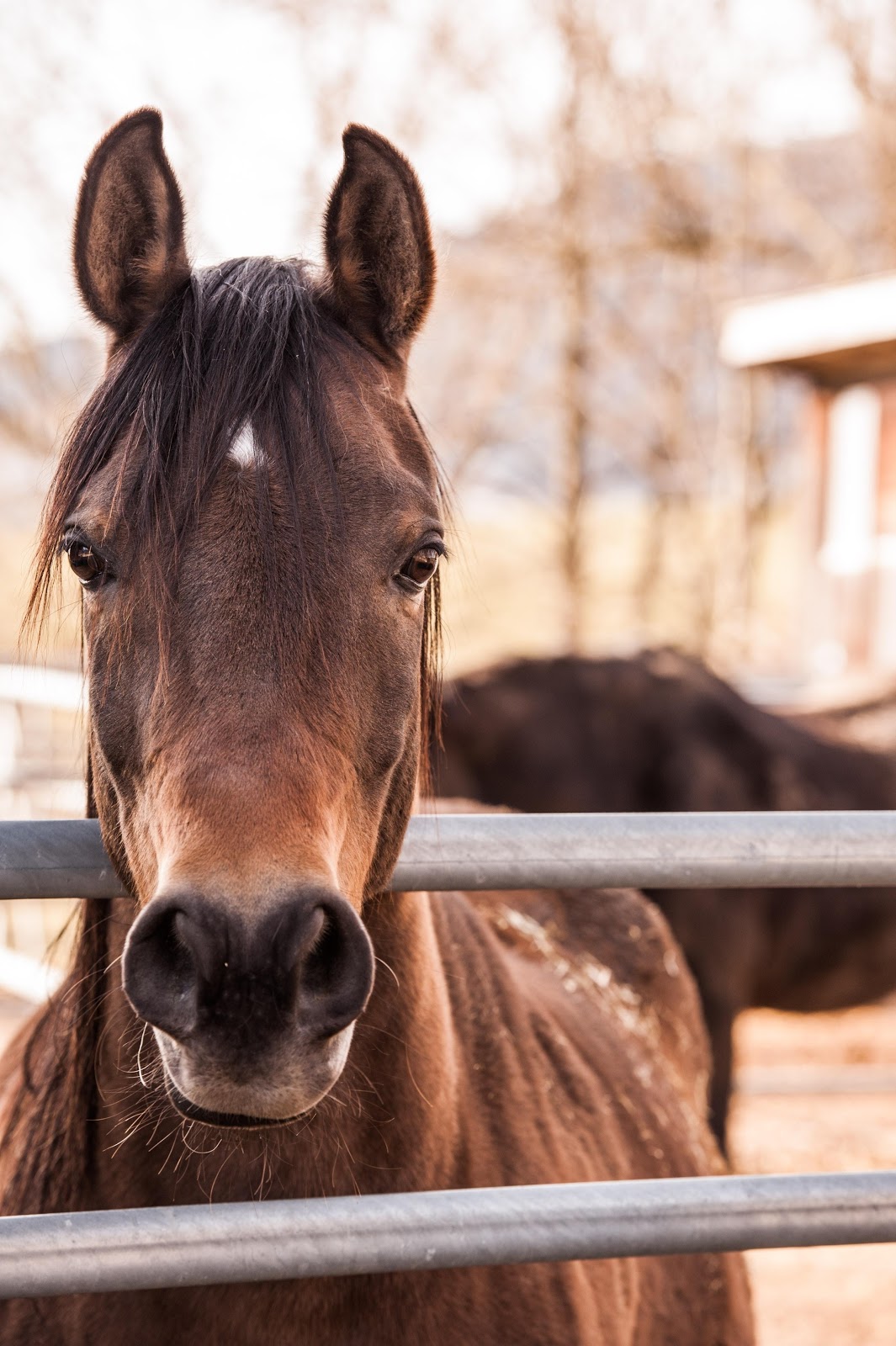 Animal behavior analysis