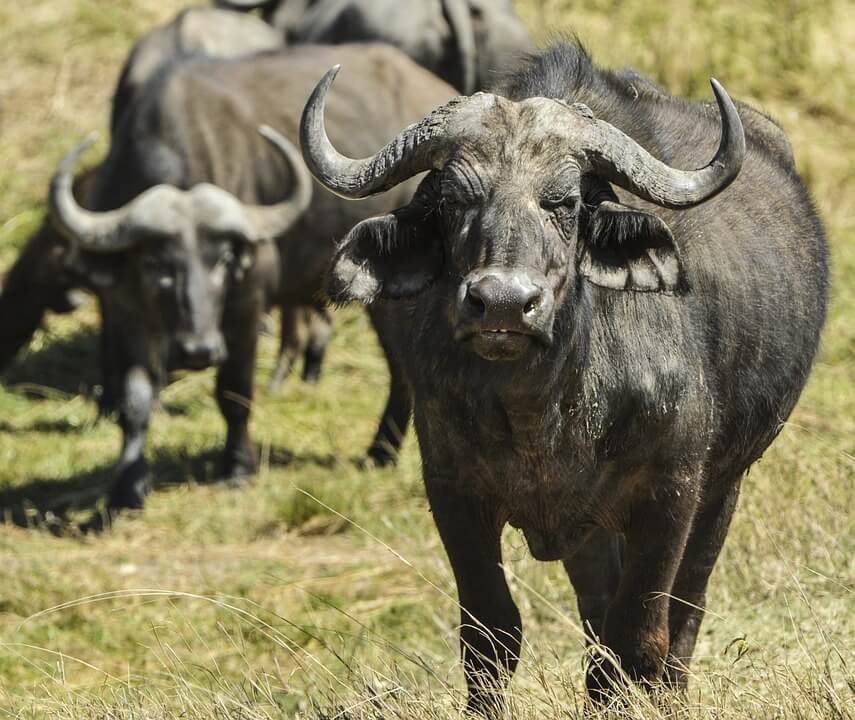 cape buffalo