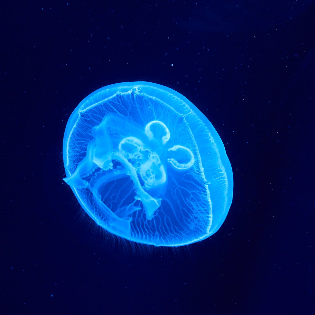 jellyfish