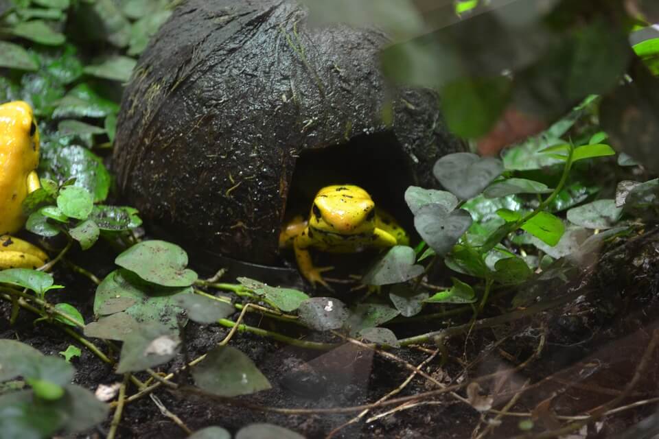 poison frog