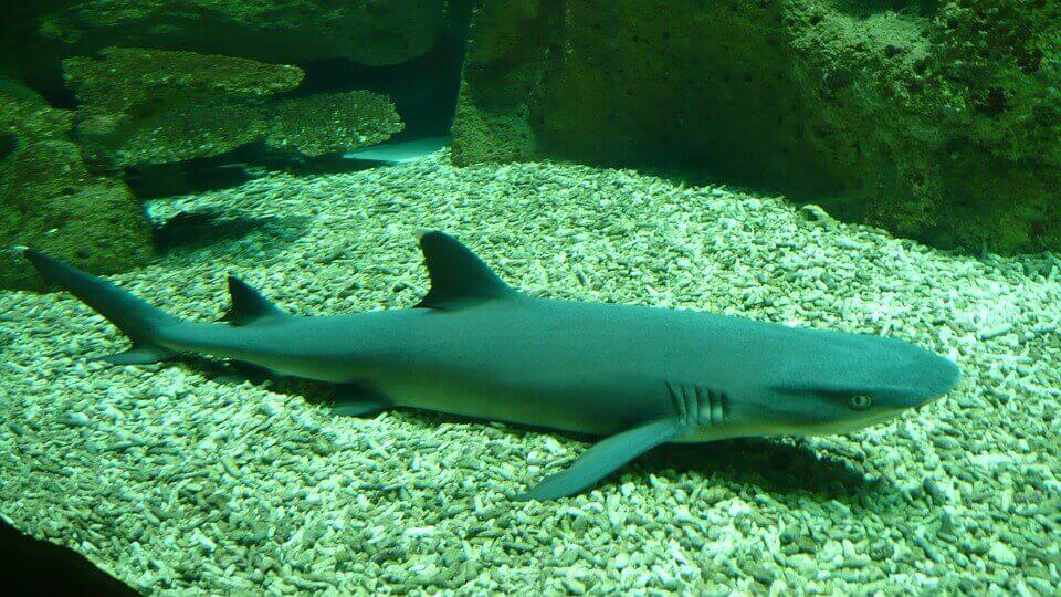 Whitetip shark