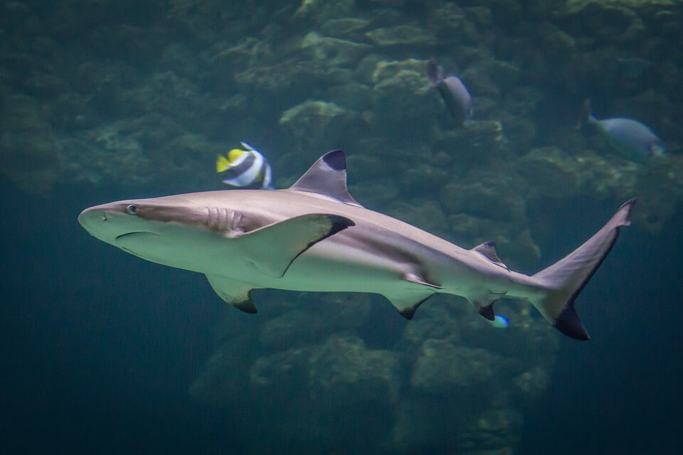 Blacktip shark