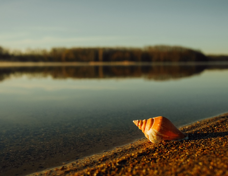 cone snail