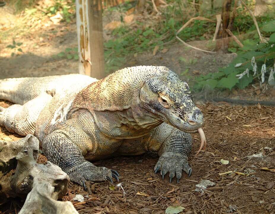 komodo dragon