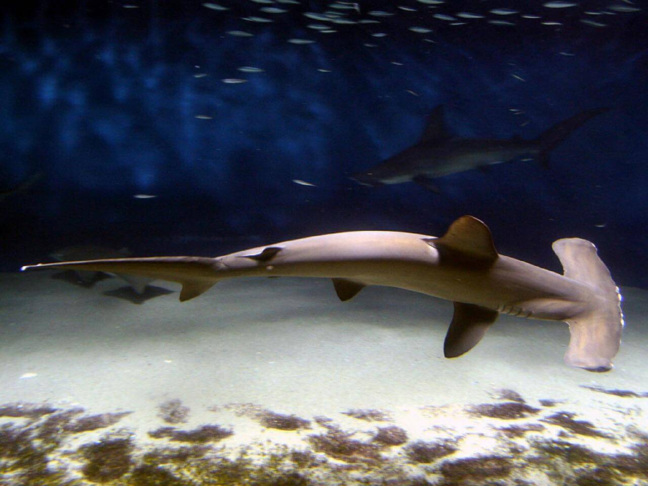 Hammerhead shark