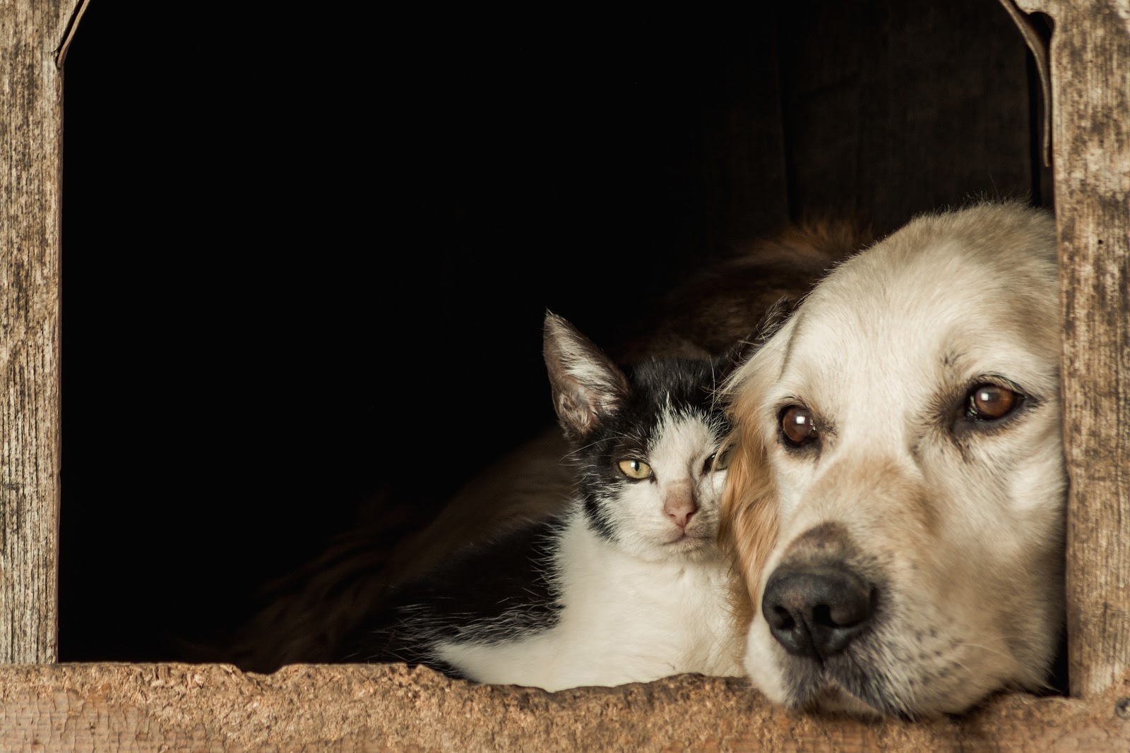 Pet health insurance that covers pre-existing conditions