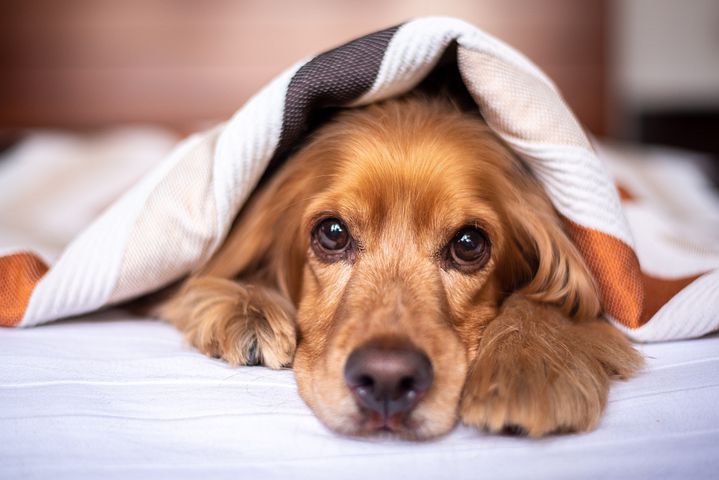 home remedies for dog allergies