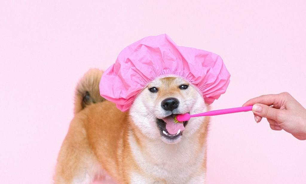 Henry Schein Animal Health Perfect Animal Health Company