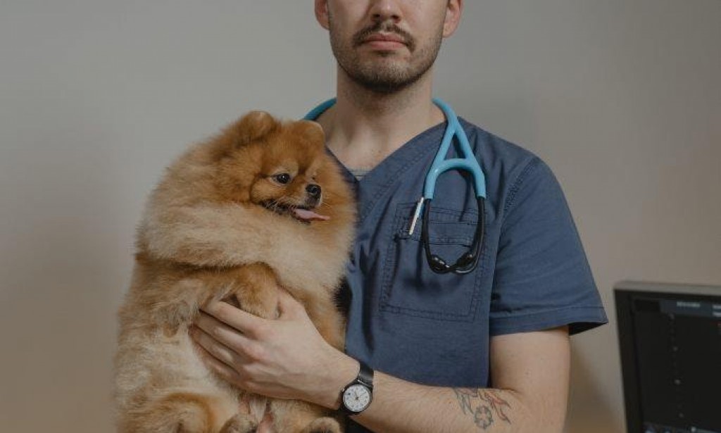 Pet Health Insurance NYC| Infections and Vaccinations