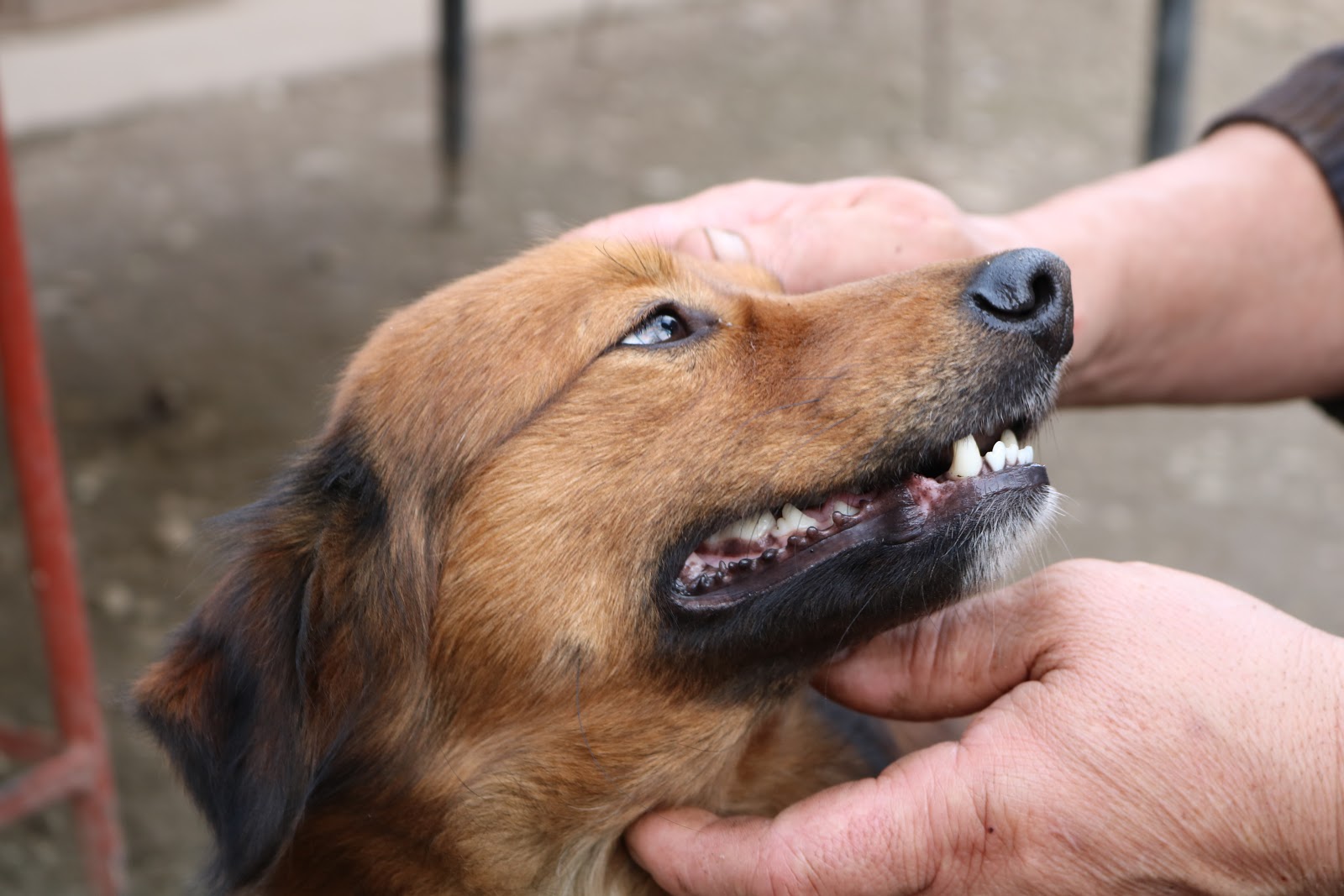 Family Pet Health Center