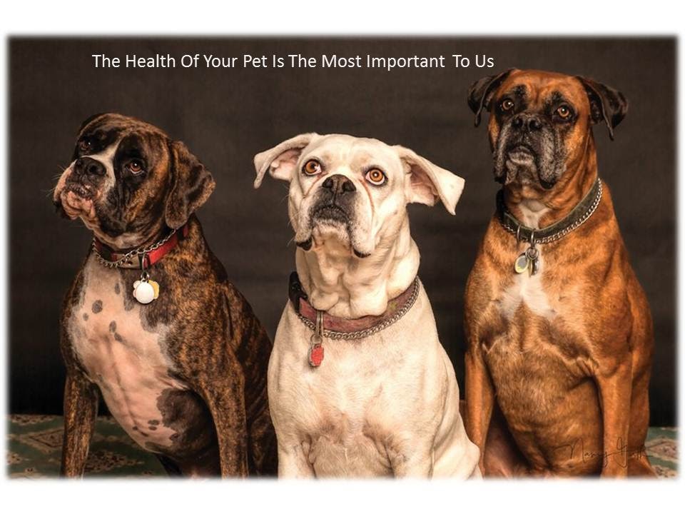 Pet Health Insurance Florida