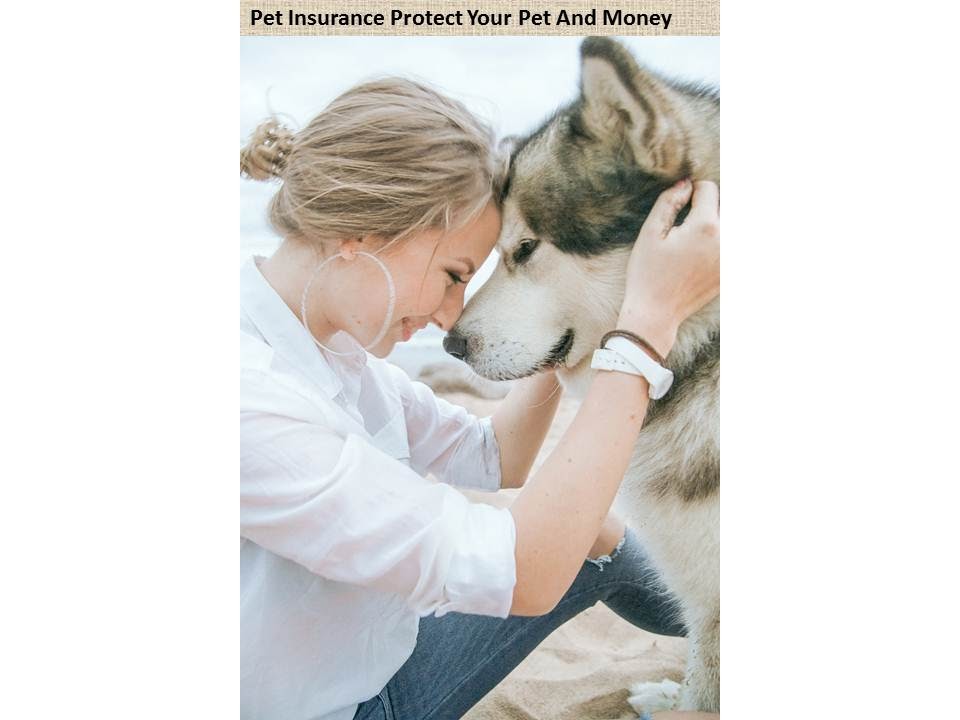 Pet Health Insurance Florida