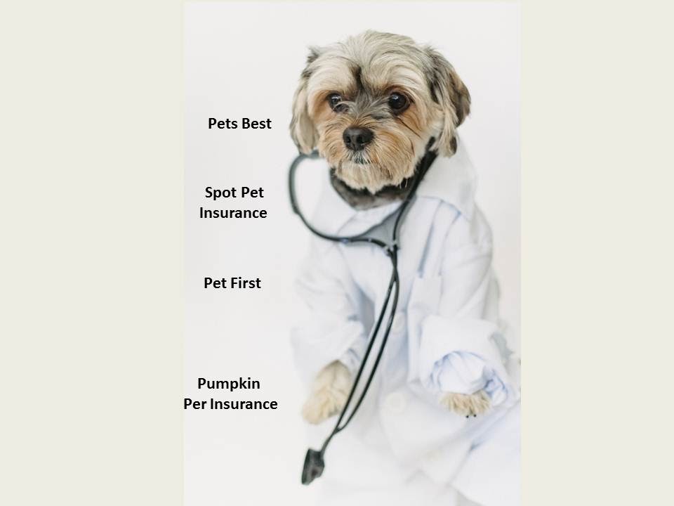 Pet Health Insurance Florida