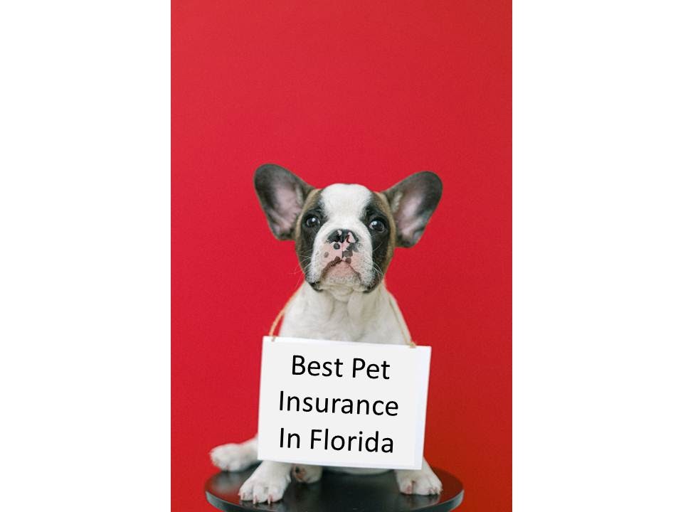 Pet Health Insurance Florida
