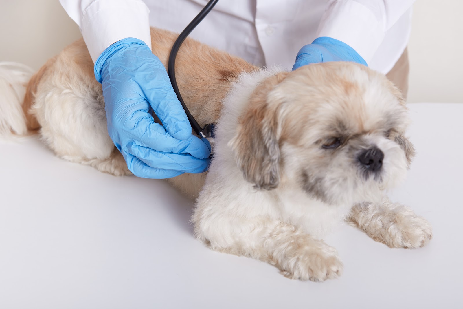 Do You Have To Treat Kennel Cough at Michael Wooten blog