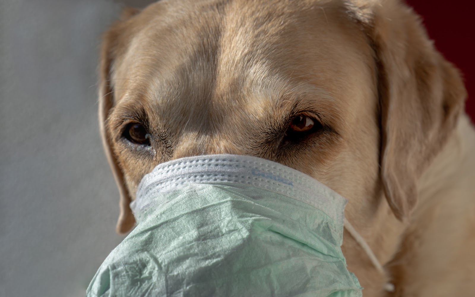 does steam help kennel cough