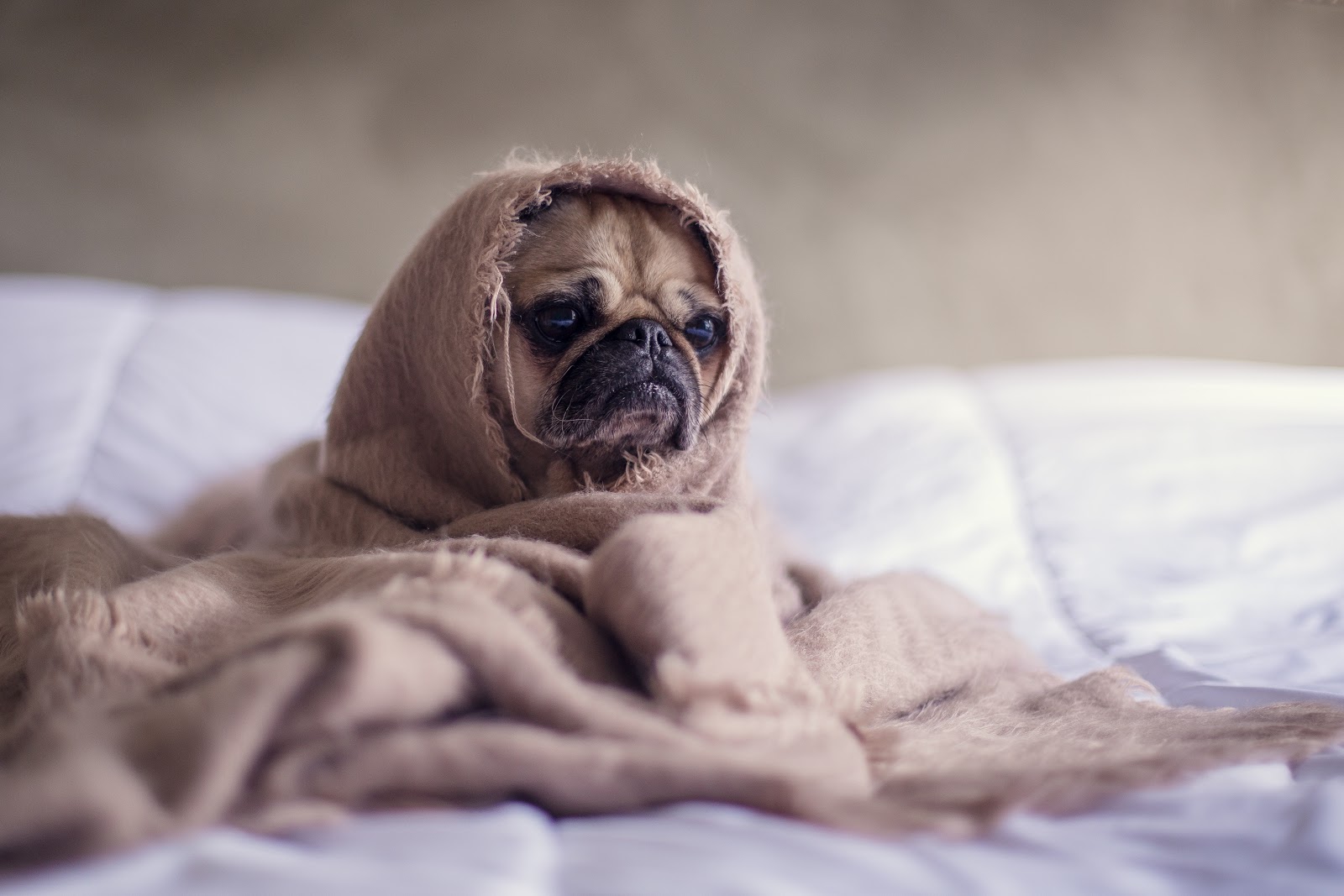 Kennel cough home remedies