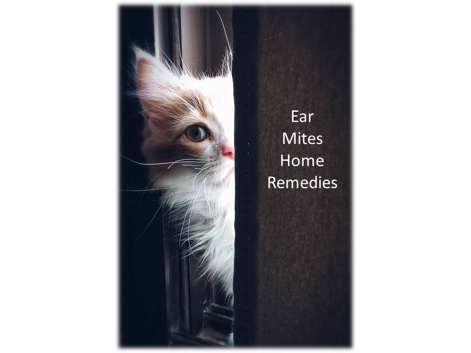 home remedies for ear mites in cats