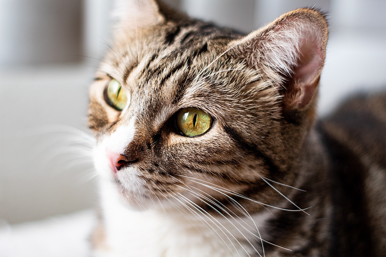 Home remedies for ear mites in cats