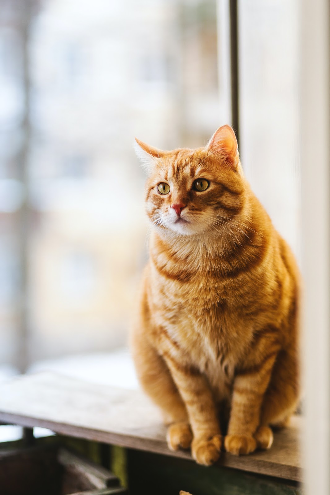 Home remedies for ear mites in cats