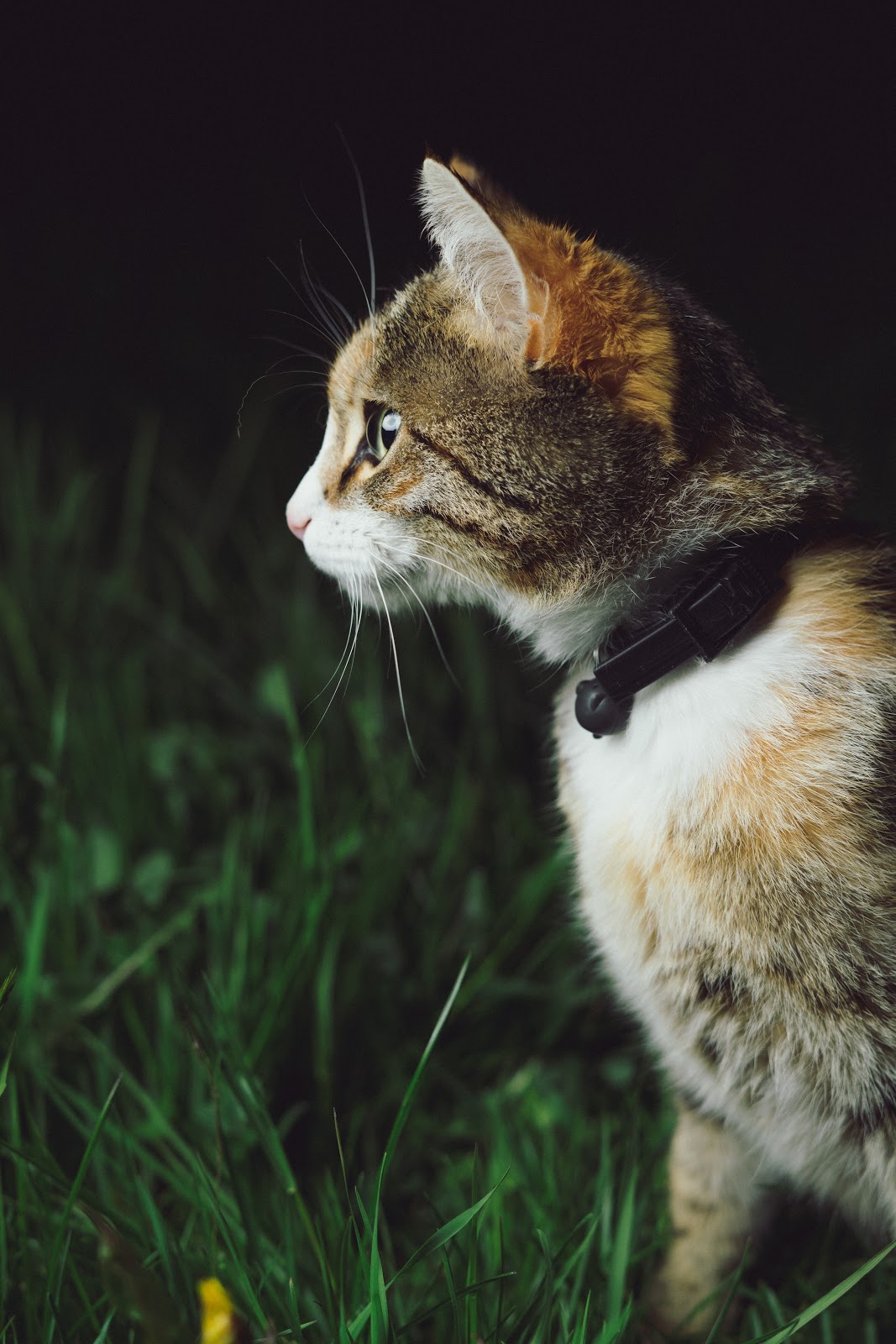 Home remedies for ear mites in cats