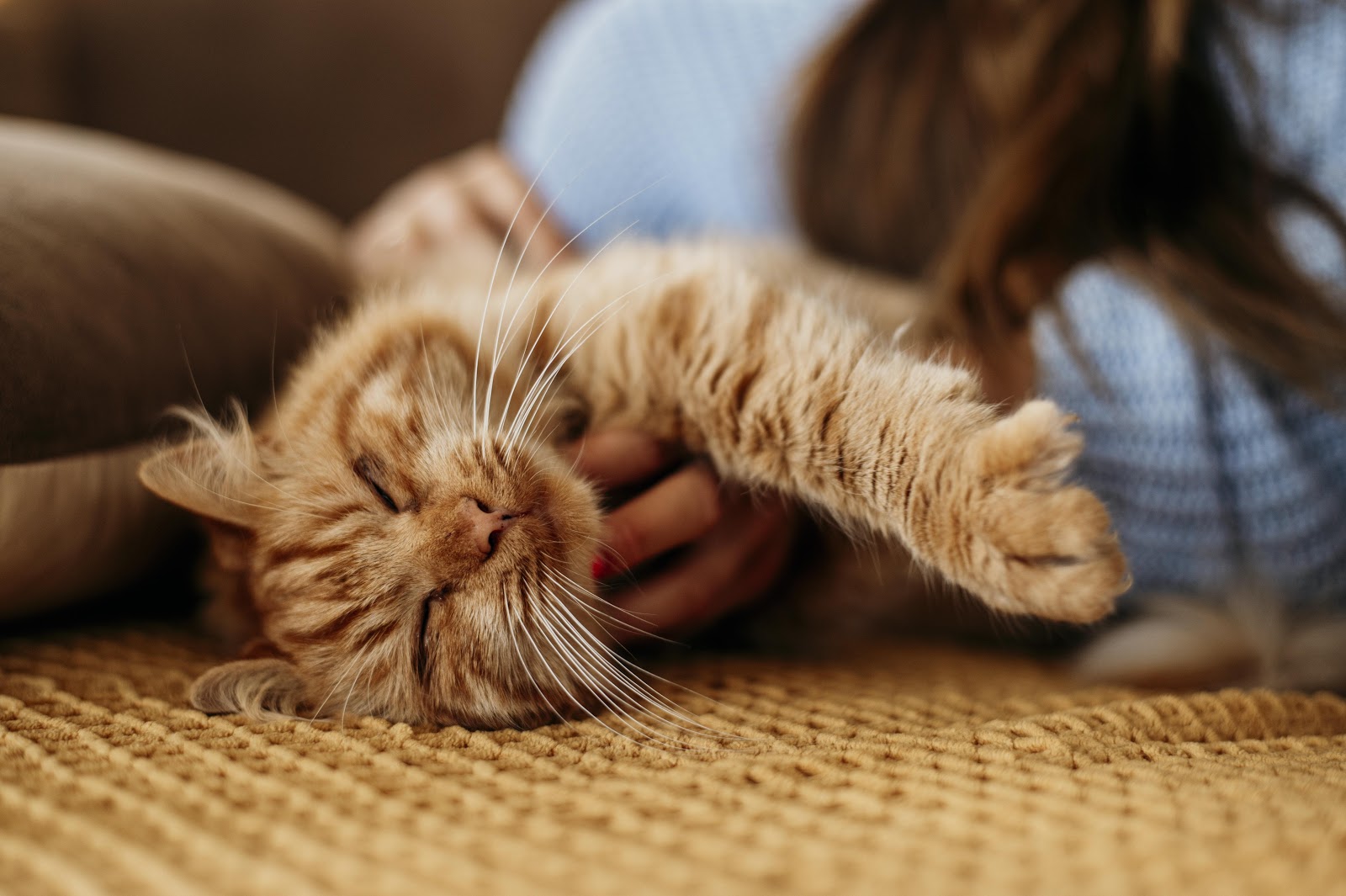 Home remedies for ear mites in cats