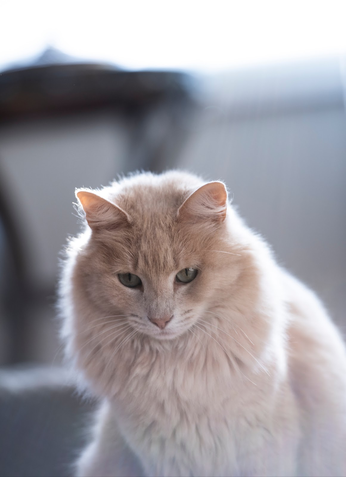 home remedies for ear mites in cats