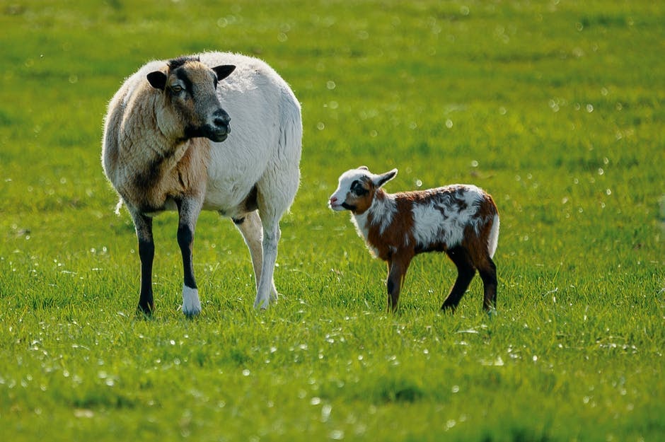 Santa Cruz animal health