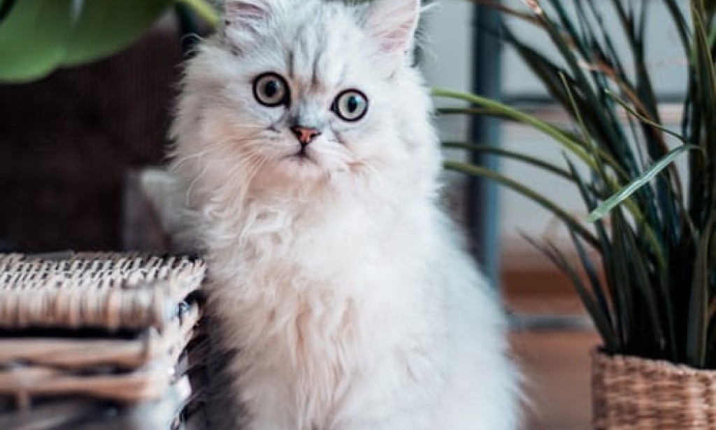 Cats' Skin Problems Quick Home Remedies for Your Cat