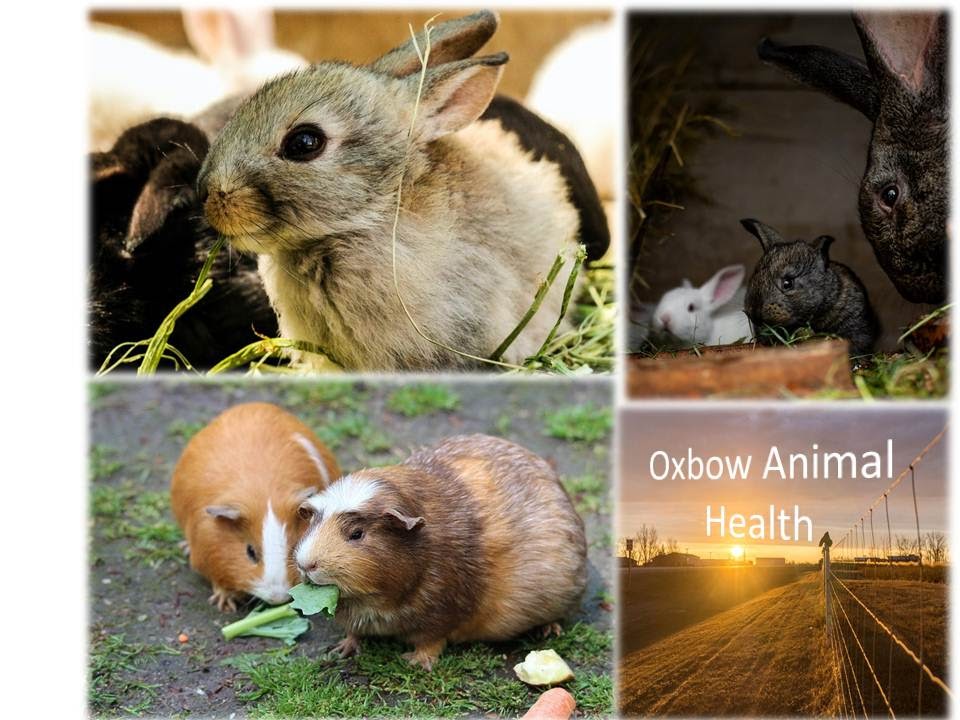 Oxbow Animal Health