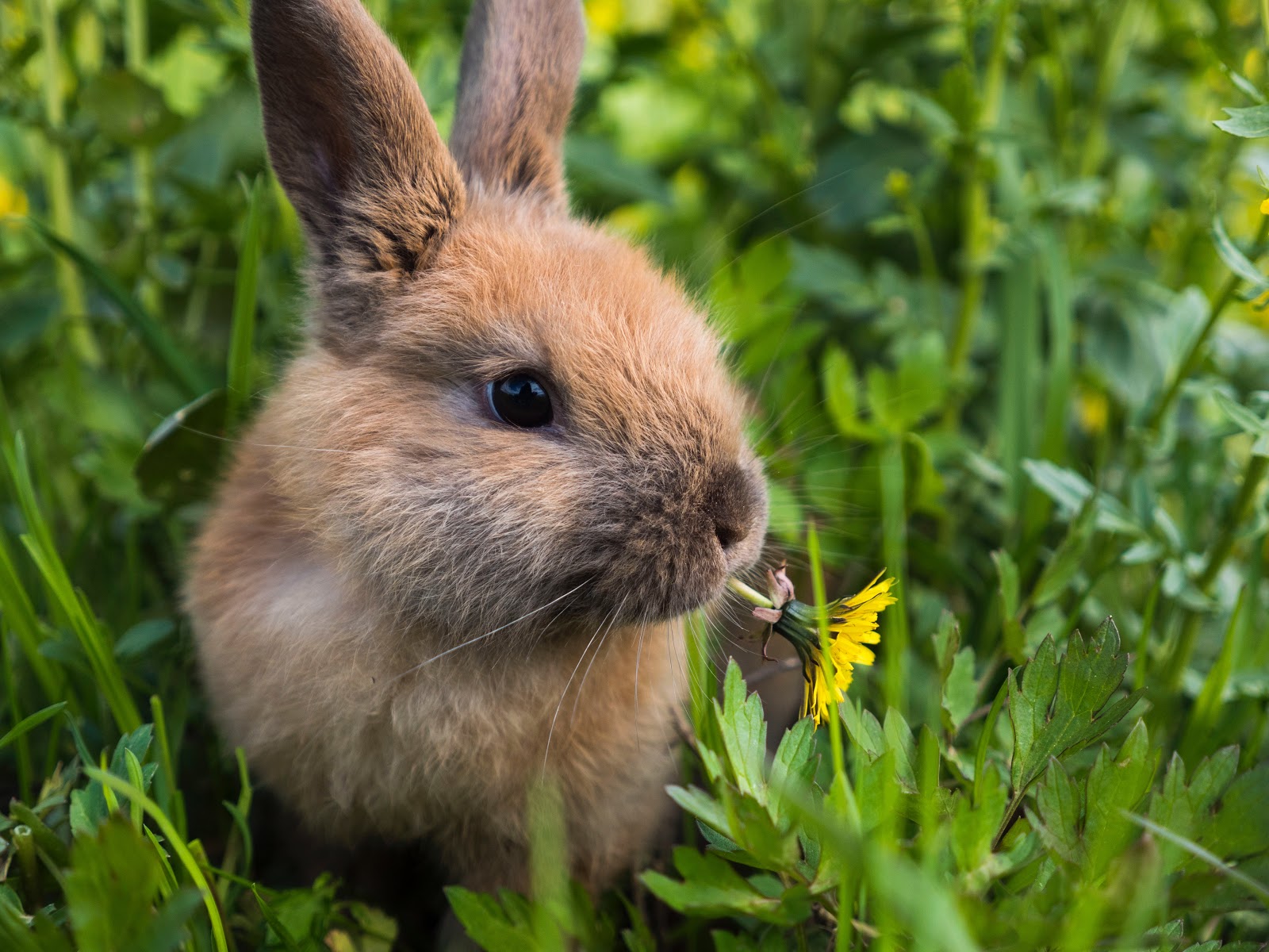 Oxbow Animal Health