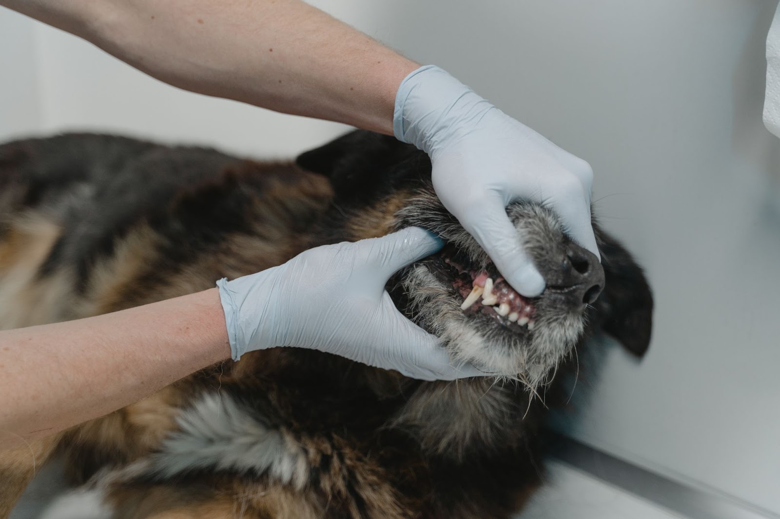 Pet Dental Health Facts