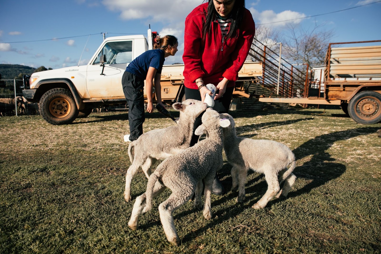 Animal Health Technician