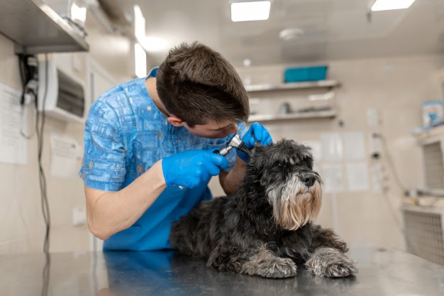 animal-health-technician-between-stress-and-high-global-demand