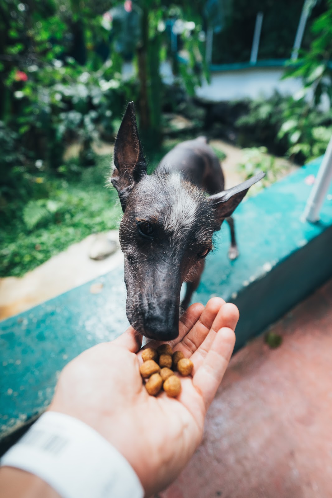 Purina animal health