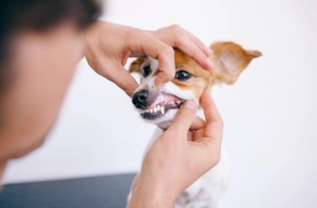 Pet dental health facts 