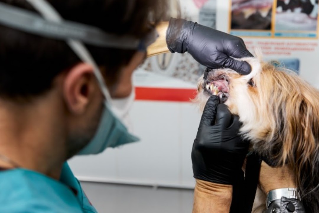 Pet dental health facts 