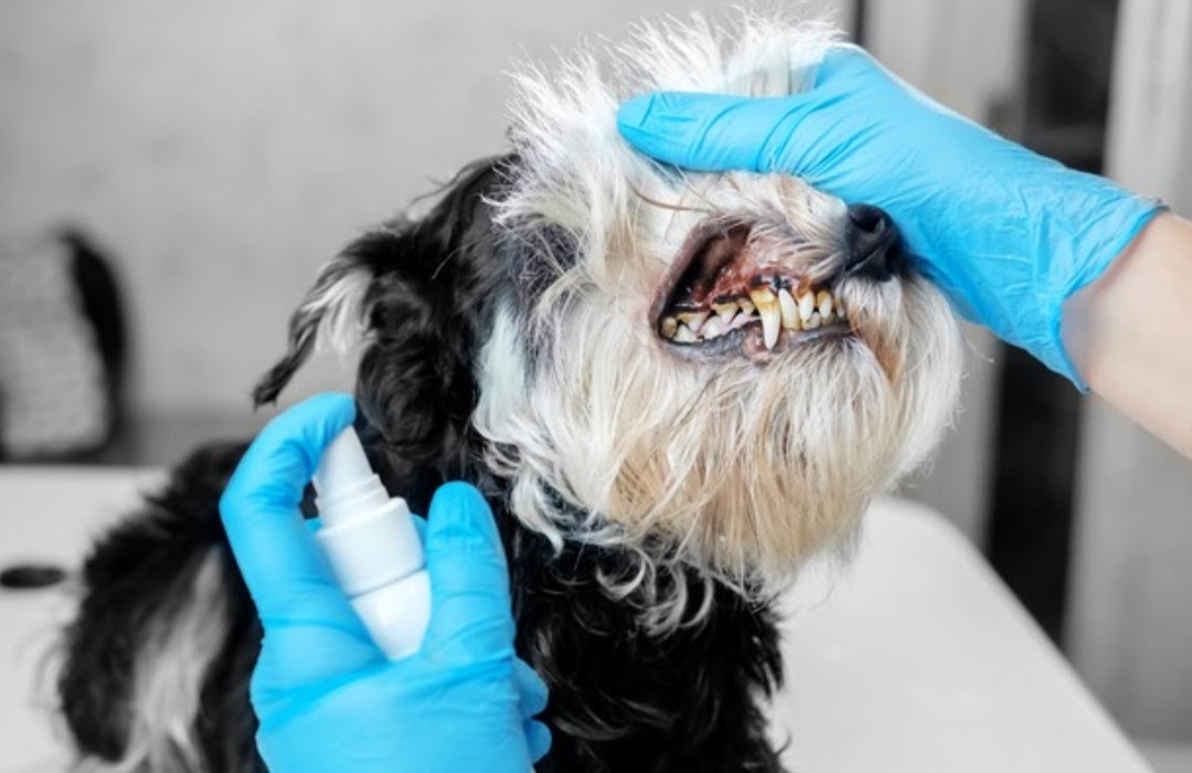 Pet dental health facts 