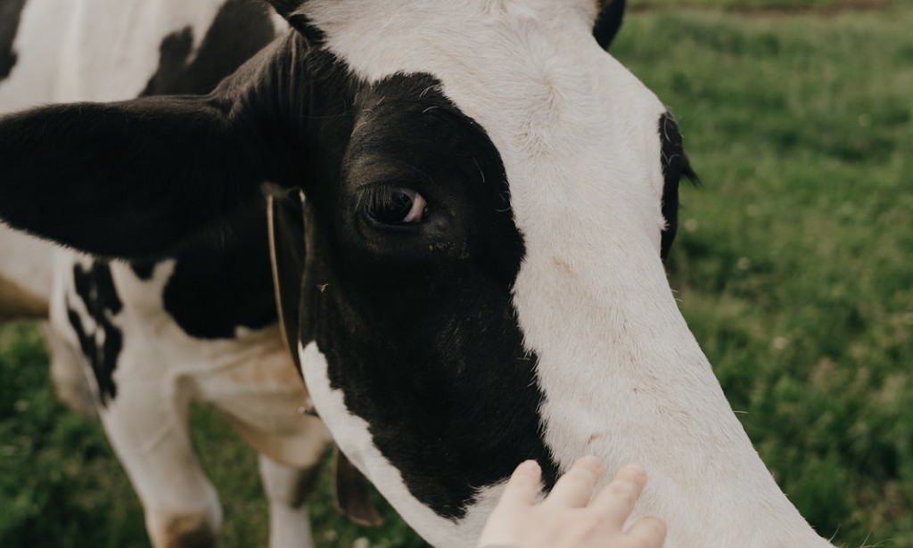what-do-know-about-animal-health-plan-improve-your-farm