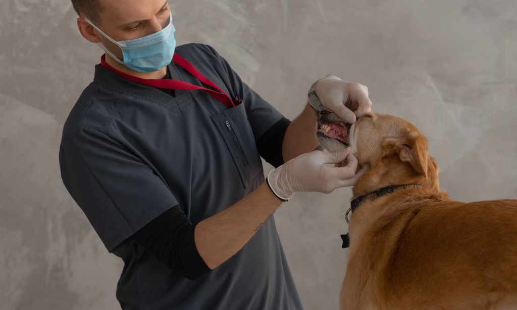 Animal Health Technician Salary Factors That Depend On