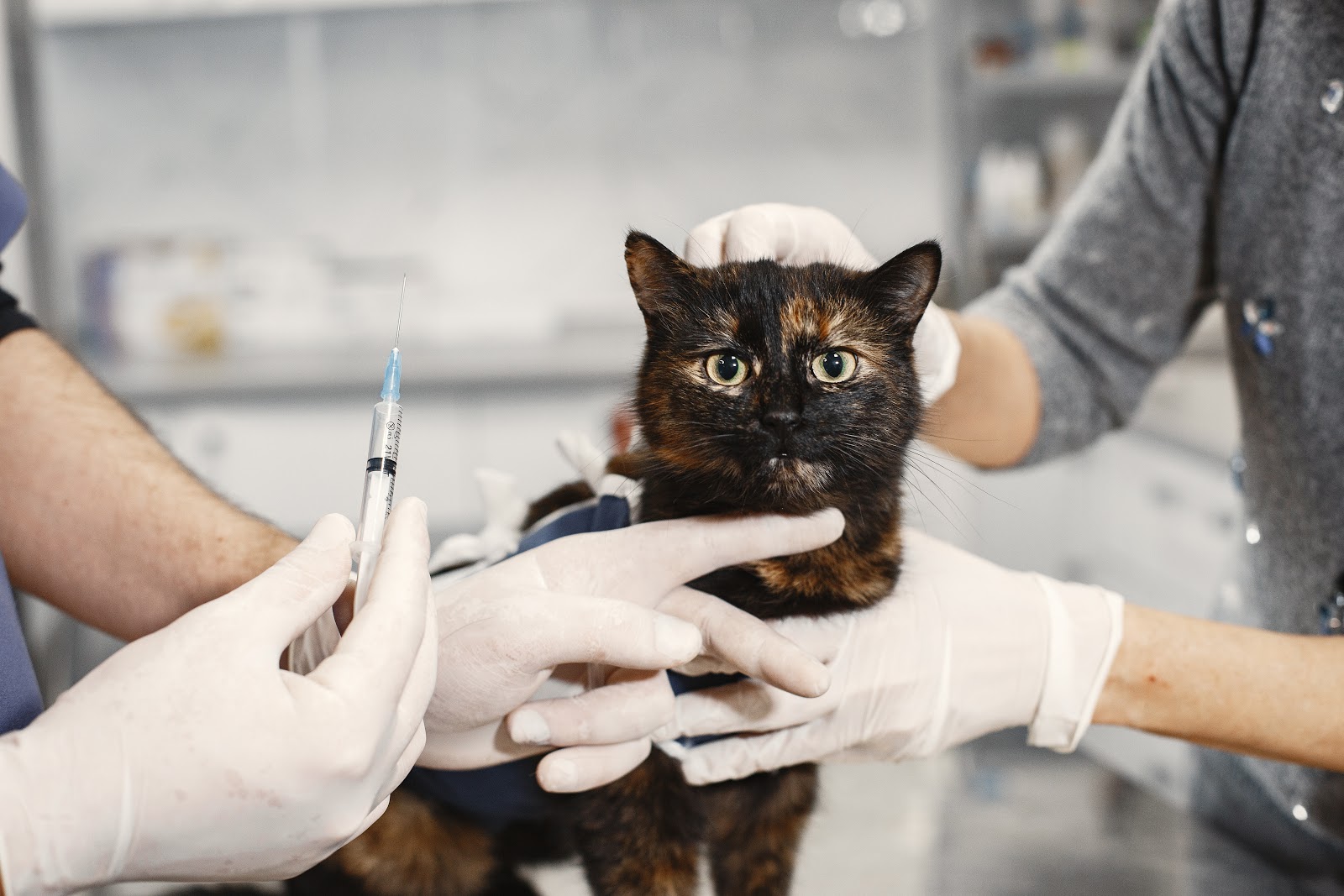 animal health center of Wichita