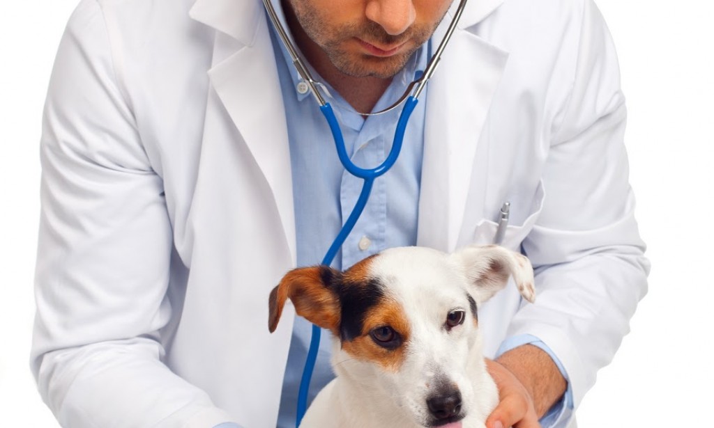 Animal Health Center Of Wichita Where Pets Enjoy 10 Services