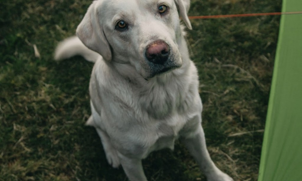 Animal Health Center of Wichita The Best Veterinary Services