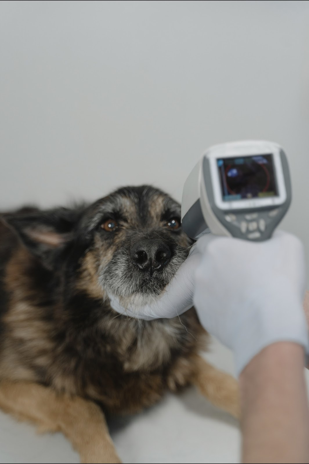 Animal Health Center of Wichita