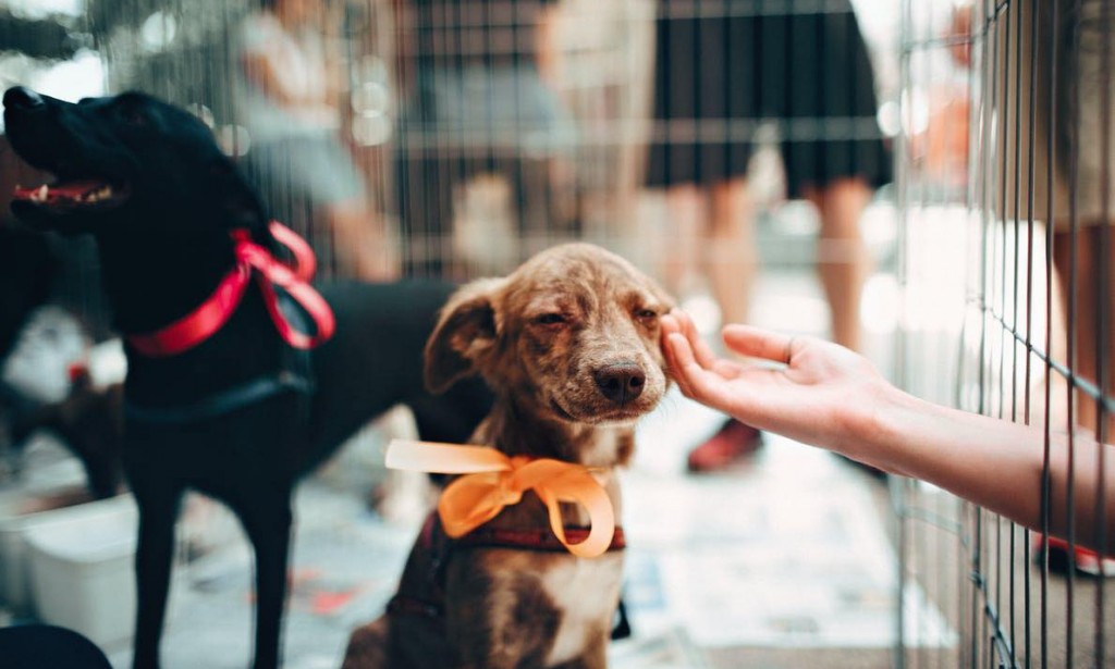 Animal Health Clinic Bourne Ma The Best Care For Your Pets
