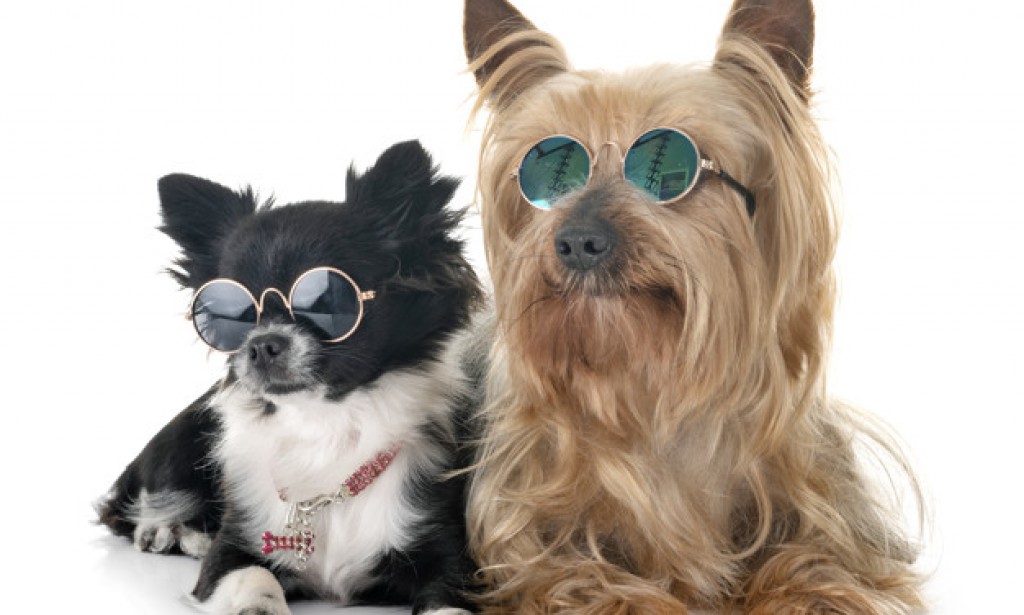 New Bivvy Pet Insurance Coverage And Exclusion why This