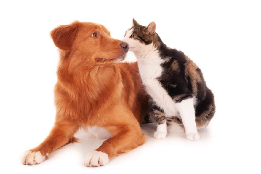 Usaa pet insurance | 6 Different Types Your Pet Always In Safe