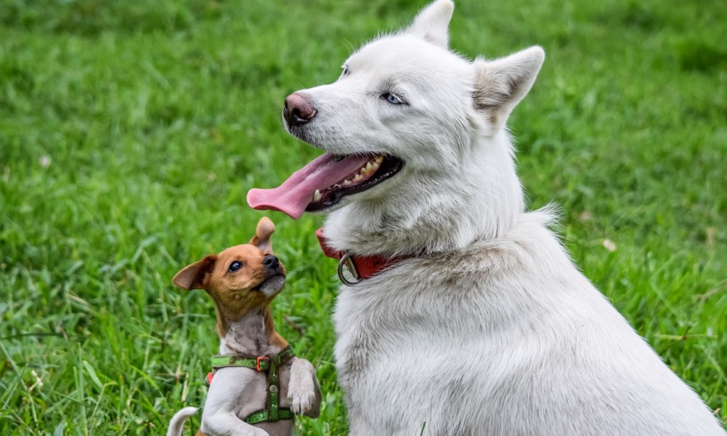 Usaa pet insurance 6 Different Types Your Pet Always In Safe